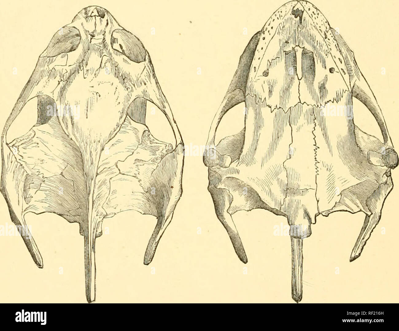 . Catalogue of the chelonians, rhynchocephalians, and crocodiles in the ...