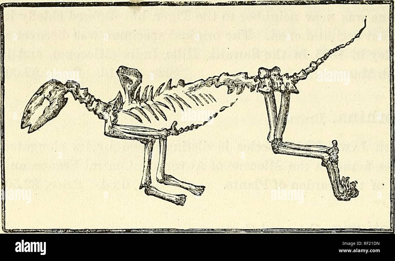 . Catalogue of casts of fossils, from the principal museums of Europe and America, with short descriptions and illustrations. Fossils. VERTEBRATA. No. 14. G-alecyirjis CEningensis, Owen. Skeleton. Tins interesting and well preserved fossil re- warded tlie early geological pursuits (1828) of the distin- guished author of the &quot; Silurian Sys- tem.&quot; The novel oc- currence of an entire carnivorous quadru- ped regularly imbed- ed in stone, as well as some peculiarities in its anatomy, makes this a singularly unique specimen. VonMeyer first proposed the name of Cards palustris, and M. de Bl Stock Photo