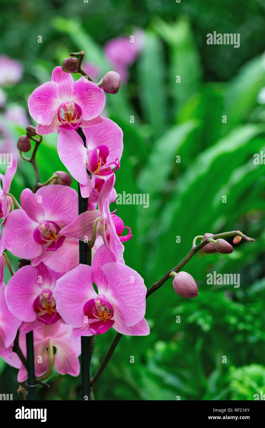 beautiful orchids in nature close up Stock Photo