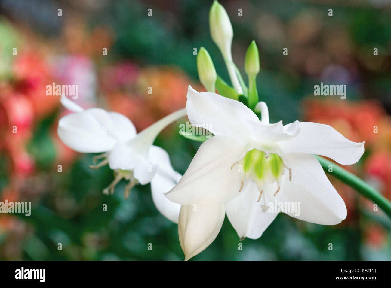 beautiful white flowers bells close-up Stock Photo