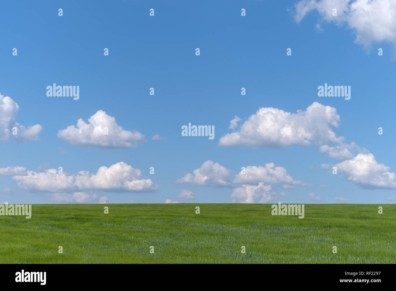 Clouds in blue sky over green wheat field a month before harvest Stock ...