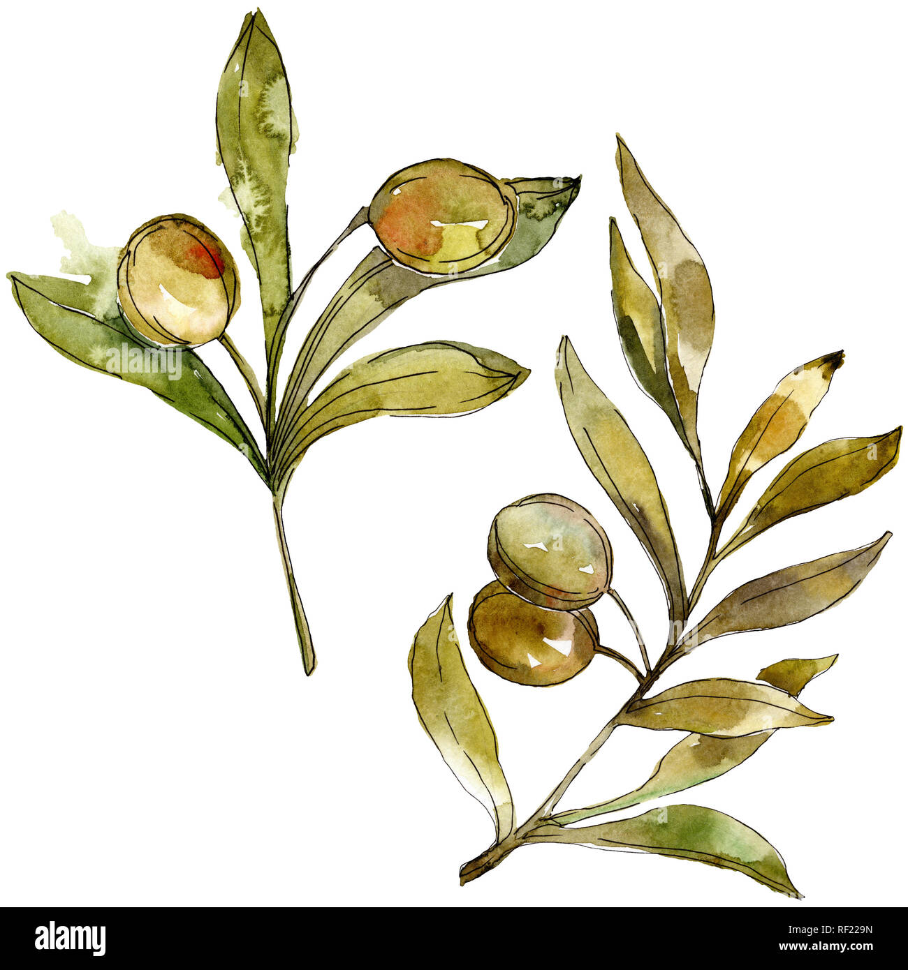 Green olives watercolor background illustration set. Watercolour ...