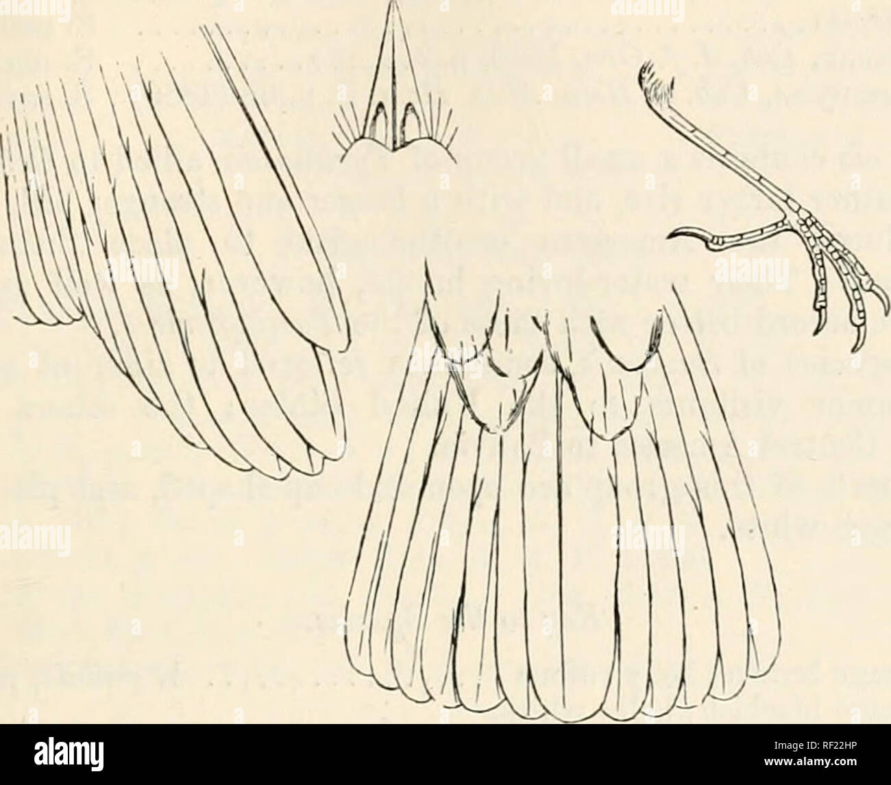 . Catalogue of the Birds in the British Museum. (. OCHTHORNIS. 7. OCHTHORNIS *. 31. Structure of Ochthomis littoralis. Under this term I propose to separate a singular species which Herr v. Pelzeln has placed in Elainea, and I in Ochthceca. It is, however, I think most nearly allied to the last-named genus, from which it seems distinct in its much smoother rictus with scarcely any setae, shorter wings, and shorter tail. In general coloration it is very similar to Sayornis pallida, but much smaller in size. It is found in Guiana and Amazonia. 1. Ochthomis littoralis. Elainea littoralis, Pelz. O Stock Photo