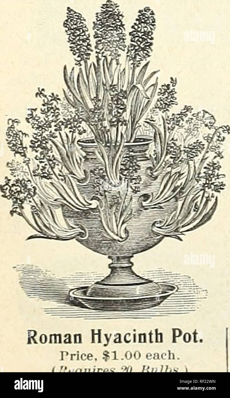 . Catalogue of autumn bulbs : 1898. Seed industry and trade Catalogs; Vegetables Seeds Catalogs; Flowers Seeds Catalogs; Grasses Seeds Catalogs; Bulbs (Plants) Seeds Catalogs. &quot;Rose Bowl.&quot; Fine imitation cut glass ; l very artistic for holding loose bunches of roses and cut flowers. Price, 50c. HANGING FLOWER HOLDER. TOKONABI VASE. Hangfing- Japanese Plower Holder. When filled with roses or other cut flowers, is a very novel ornament. They are of the finest Japanese porcelain. Blue design on white ground, 8-in., 50c; 10-in., 75c. Tokonabi Flower Vase. Very hard and exquisitely finish Stock Photo