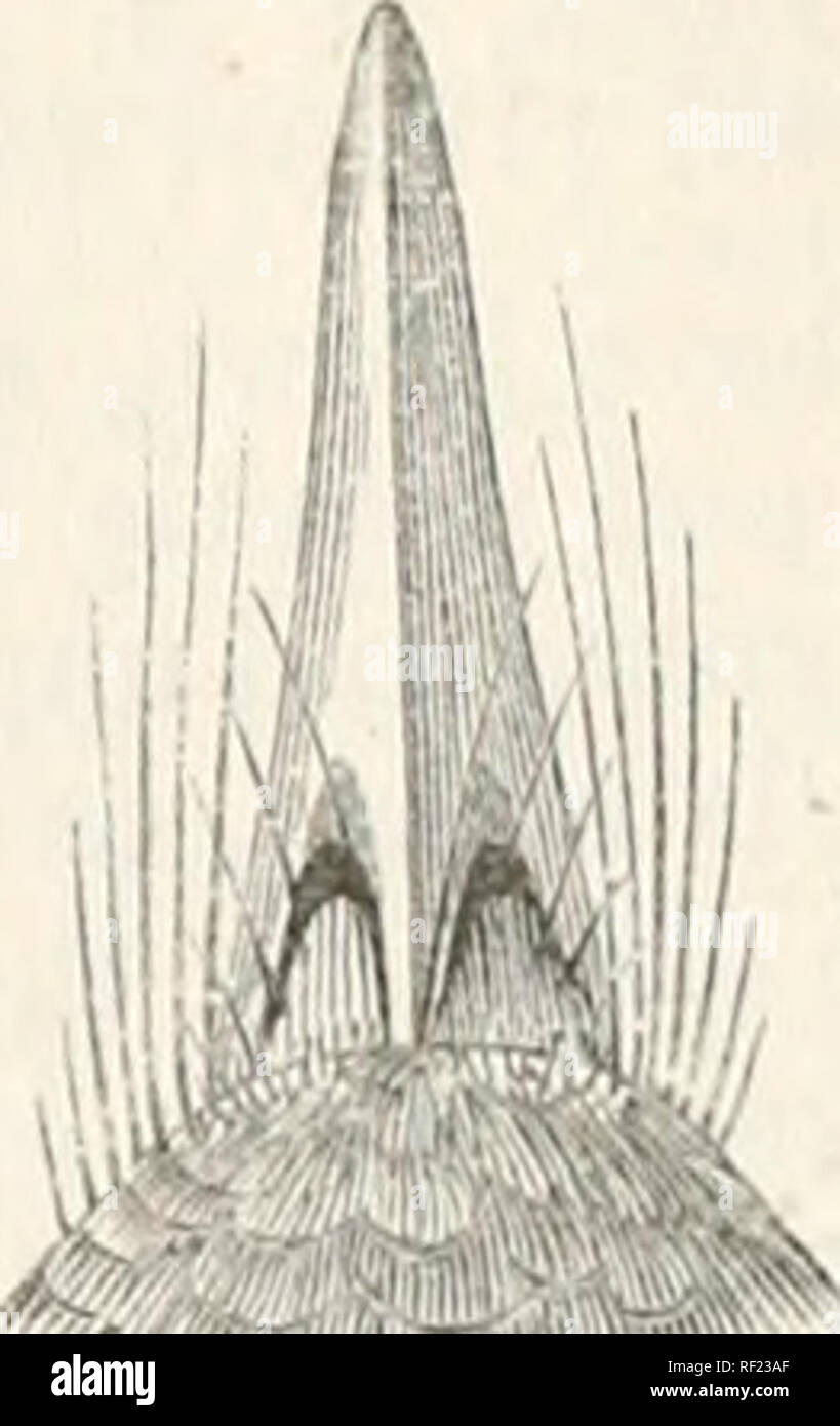 Catalogue of the Birds in the British Museum. 382 TIMELIIDiE. 14.  lANTHOCINCLA. r^^^pp lanlbociucla, Go,dd, P. Z. S. 1835, p. 47 I-  ocellata.. Bill of lanthocincla ocellata. Bamje. Eastern Himalayas,  extending