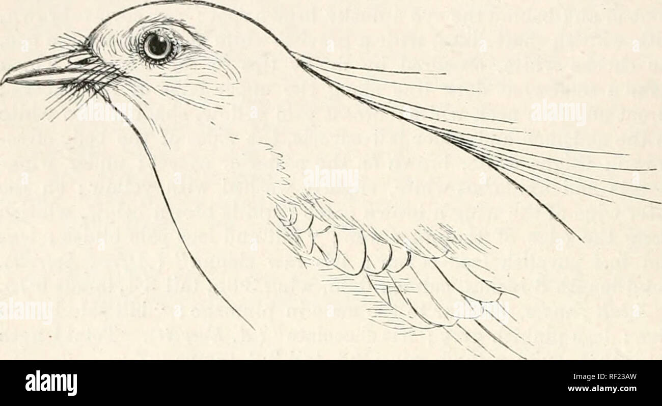 . Catalogue of the Birds in the British Museum. U TIMEI,I1D.T5. Crinin:er sci-icca, Blijlh, Ibis, ISOo p. 48 {ex Miiller in Mas. Liigd.). Criniger viiidis, Gnti/, IIand-1. B. i. p. 27o, no. 40o0. Criniger criniger, Grnii, Ihind-l. B. i. p. 275, no. 4052. Brachypus criniger, Waldcn, Ihii, 1872, p. ;578. Triehole.Â«&gt;tes minutus, 8(dmd. Ucc. Born. p. 205, tav. v. fig. 1; Sharpe, Ibis, 1877, p. 14; id. Ibis, 1879, p. 257. Tricholestes criniger, Tioeedd. Ibis, 1877, p. 306; Ilione ^- Davison, Str. F. 1878, p.';J04; Hume, Str. F. 1879, pp. 02, 98. Adult male. General colour above dull yellowish o Stock Photo