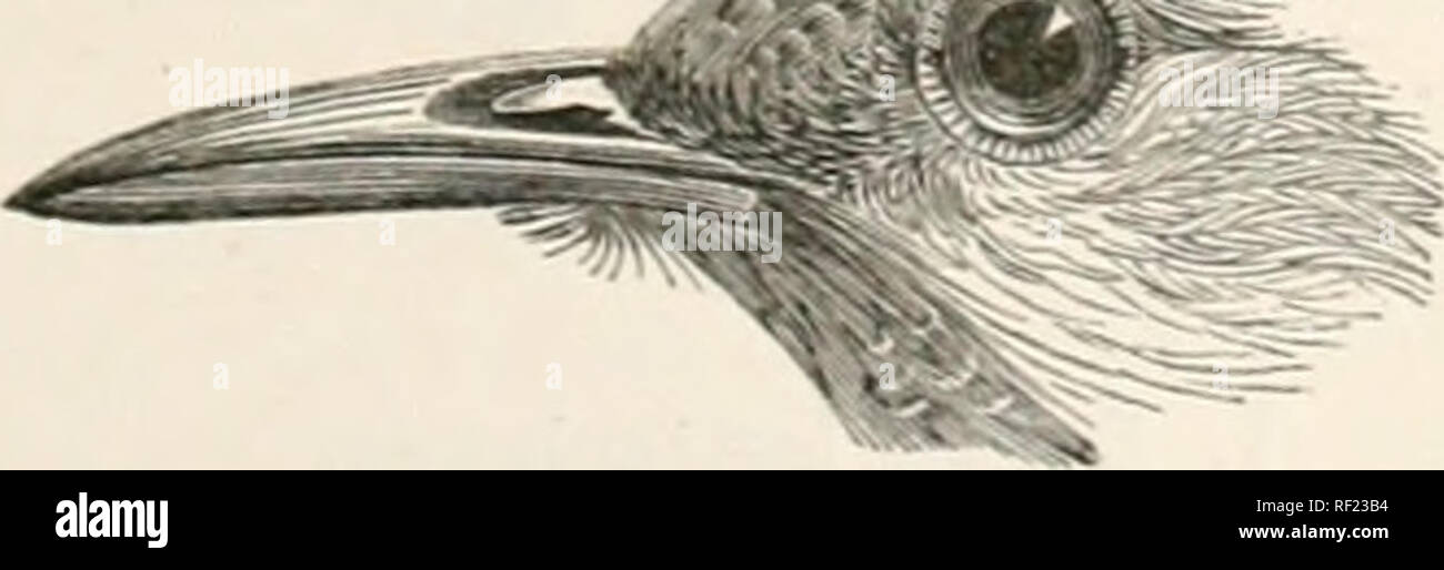 Catalogue Of The Birds In The British Museum 9 Hypergircs - 