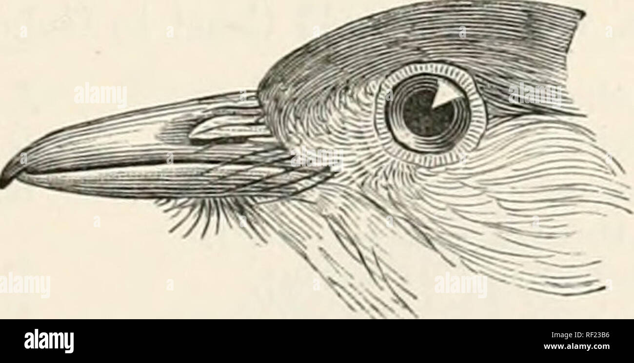 . Catalogue of the Birds in the British Museum. 12. NICATOR. 165 16. Laniarius viridis. La Pie-grieche Perrin, Levaill. Ois. d'Afr. vi. p. 124, pi. 286; Sunclev. Krit. Framst., Levaill. p. 50. Lanius gutturalis, Duml. Ann. Mus. iii. p. 144, pi. 15 {nee Miiller); Shaio 8i' Noclder, JS'at. Misc. xvi. pi. 637. Laniarius viridis, Vieill. N. Diet. d'J£ist. Nat. xiii. p. 300; id. Gal. Ois. i. pi. 14:5. Tc-liagra gutturalis, Less. Traite, p. 373. Laniarius gutturalis, Gray, Gen. B. i. p. 298; Ilartl. Orn. W.-Afr. p. 108 ; Sharpe ^ Boiw. Bxdl. Soc. Zuol. France, i. p. 46; Heichnw. J.f. O. 1877, p. 24. Stock Photo