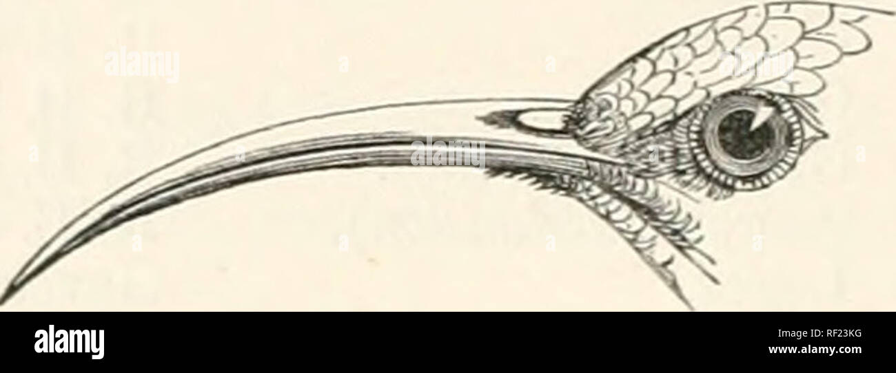 . Catalogue of the Birds in the British Museum. 36 NECTARINIIDJS. Cinnvris pectoralis, VieiU. N, Diet. d'Hist. Nat. xxxi. p. 497 (1819); id.'Sue. Meth. ii. p. 58 (1823). Cinnviis sniaragdiuus, Vieill. N. Diet. d'JSist. Nat. xxxi. p. 508; id. Eiic. Meth. ii. p. 5'.).j; Less. Man. d'Orn. ii. p. 49 (1828). Cinnvris viridis, Vieill. N. Diet, cmist. Nat. xxxi. p. 515 (1819); id. Eiic. Meth. ii. p. 588 (&quot;1823); Less. Man. d'Orn. li. p. 46. Bifasciated Creeper, Lath. Gen. Hist. B. iv. p. 285 (1822). Nectarinia smaragdina, Drapiez, Diet. Class, xv. p. 513 (1829). Nectarinia afra, Jard. Moyioqr. S Stock Photo