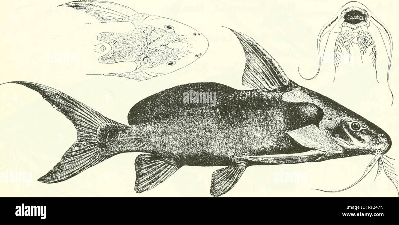 . Catalogue of the fresh-water fishes of Africa in the British Museum (Natural History). Fishes; Freshwater animals. SYNODONTIS. 457 45. SYNODONTIS SERRATUS. Rupp. Beschr. n. Fisclie Nil, p. 8, pi. ii. fig. 1 (1829) ; Cuv. &amp; Val. Hist. Poiss. XV. p. 263 (1840) ; Giinth. Cat. Fish. v. p. 212 (18G4), and Petherick's Trav. ii. p. 234 (1869j; Vaill. N. Arch. Mus. (3) viii. 1896, p. 136 ; Bouleng. Fish. Nile, p. 372, pi. Ixx. &amp; pi. Ixxi. fig. 2 (1907). Pseiidosynodoutis serratus, Bleek. Nederl. Tijdschr. Dierk. i. 1863, p. 55. Depth of body 3J to'4i times in total length, length of head 3J  Stock Photo