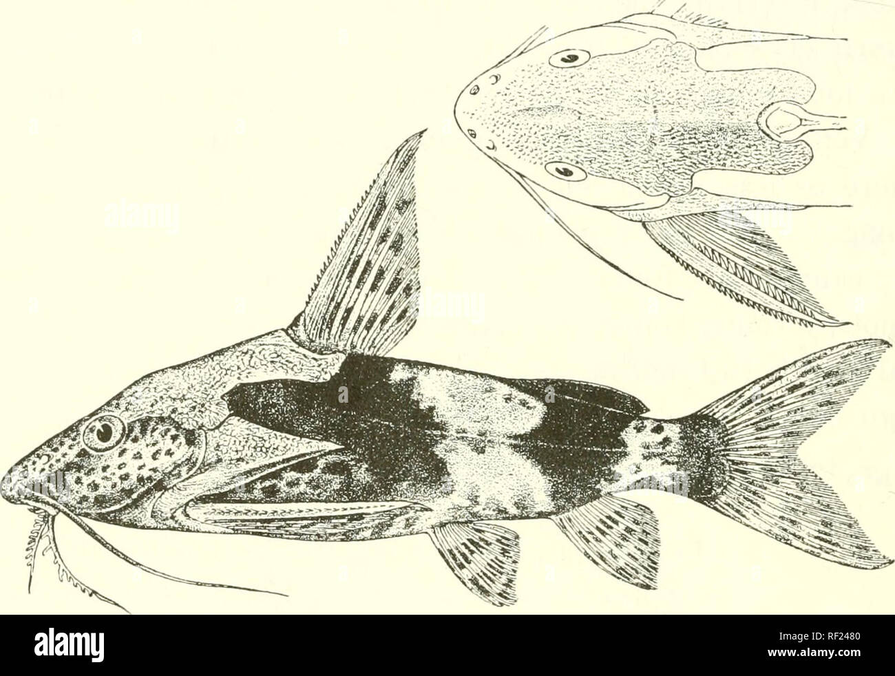 Catalogue Of The Fresh Water Fishes Of Africa In The British