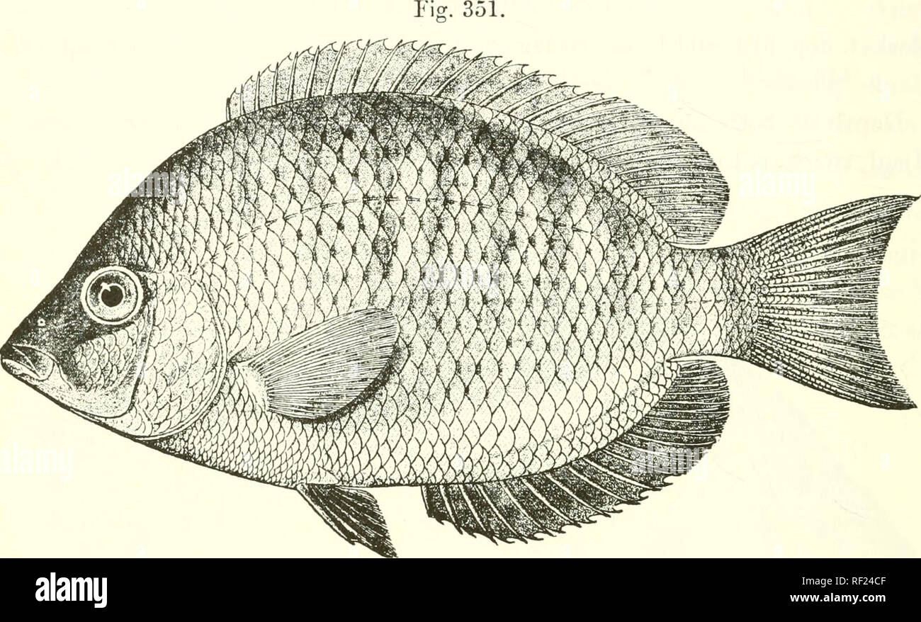. Catalogue of the fresh-water fishes of Africa in the British Museum (Natural History). Fishes; Freshwater animals. 50G C'ICHLID.E. 35-37 ^ ; lateral lines &quot;j-.f', lower not extending to root of caudal. Uniform dark brown ; a round blackish spot above the axil; pectoral Yellowish. Total length 170 millim. Madagascar.—Tvi)e in I^eyden Museum. 1- Ad. Inierina. Rev. U. Baron (C).. Taiiiatiive. 2. rAKF/ruorLUs polyactis. iMcek. Vcrsl. Ak. Aiiisterd. xii. 1S78, p. T.^.&quot;), jil. iii. fig. 2 ; Sanv. lli&gt;t. Madag., Poiss. ). 446, pis. xliw a. H;;-. 7, and xliv. B. fig. 2 (1891) ; Bouleng Stock Photo