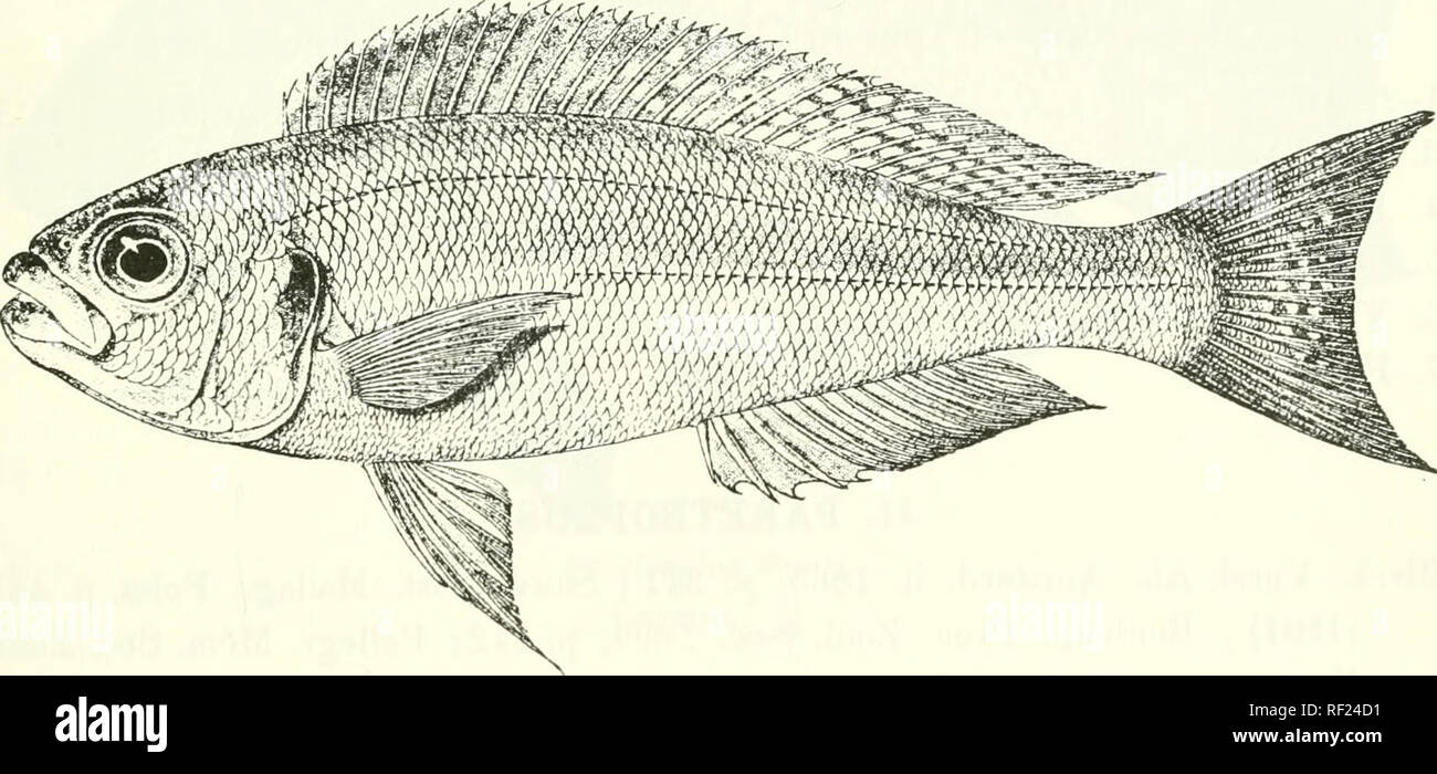 . Catalogue of the fresh-water fishes of Africa in the British Museum (Natural History). Fishes; Freshwater animals. J'hcodia^ j&gt;(i)'((dv.ias. Niamkolo, -?. Head and dentition of typo-specinion, enlarged. 1. PLECODUS PARADOXUS. Bouleng. 11. cc, and Ann. Mns. Clongo, Zool. i. p. ')2, j)i. lii. tig. 4 (1900); Pellegr. 1. c. ; Bculcng. Tr. Zool. Soc. xvii. 190(;, p. â &quot;)74. riecoihiR hl)âanthifi(s, Stfiiul. An/.. Ak. Wion, 'M)[). p. 120. Depth of body nearly equal to length of head, ?&gt;}. to 1 times in total length. Head twice as long as broad ; snout bronder tliau brng and. Please no Stock Photo