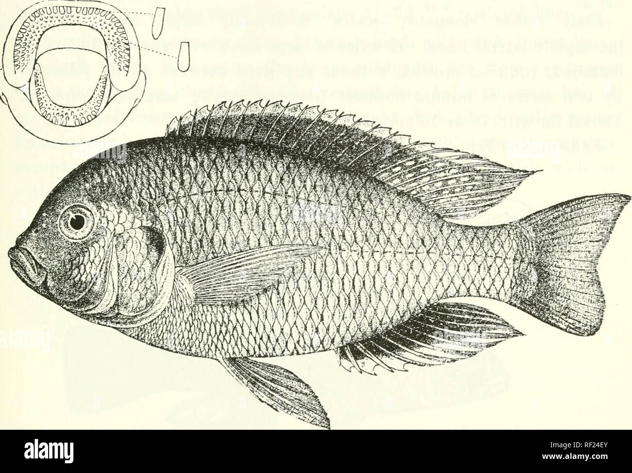 . Catalogue of the fresh-water fishes of Africa in the British Museum (Natural History). Fishes; Freshwater animals. CIIILOTILAPJA. 'i99 1. C'HILOTILAriA HHOADESIT. Bouleng. 1. c. Depth of body 2-3- times in total length, length of head 3 times. Head If times as long as broad ; snout short, upper profile descending abruptly; eye 4| times in length of head, If times in interorbital width : mouth extending to between nostril and ee; lips very thick ; teeth in Fig. 346.. C/nhdlapia rhoddesii. Type- I- f) irregular series, outer largest; 4 series of scales on tlie clicek. Gill- rakers rather shor Stock Photo