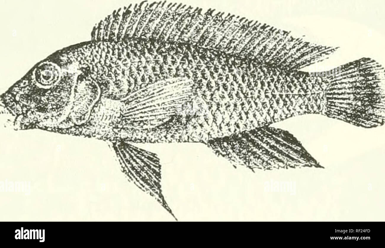 . Catalogue of the fresh-water fishes of Africa in the British Museum (Natural History). Fishes; Freshwater animals. Sjiathodiis eri/t/irodoit. Type (A. M. C). 3t;. PERISSODUS. Bouleng. Tr. Zcol. So-, xv. ]Hi»«, p. 20. and Poiss. Ba^s. (Jongo, p. 4.8.') (1901); Pellegr. Mem. Soc. Zool. Fr.mef, xvi. 1904, p. 3G]. Body elongate, covered with small cycloid scales; two incomplete lateral lines. Teeth rather large, unequal in size, few, with swollen base and low slightly notched crown, compressed transversely to the axis of the jaws, disposed in a single series; maxillary exposed. Dorsal with 18 sp Stock Photo