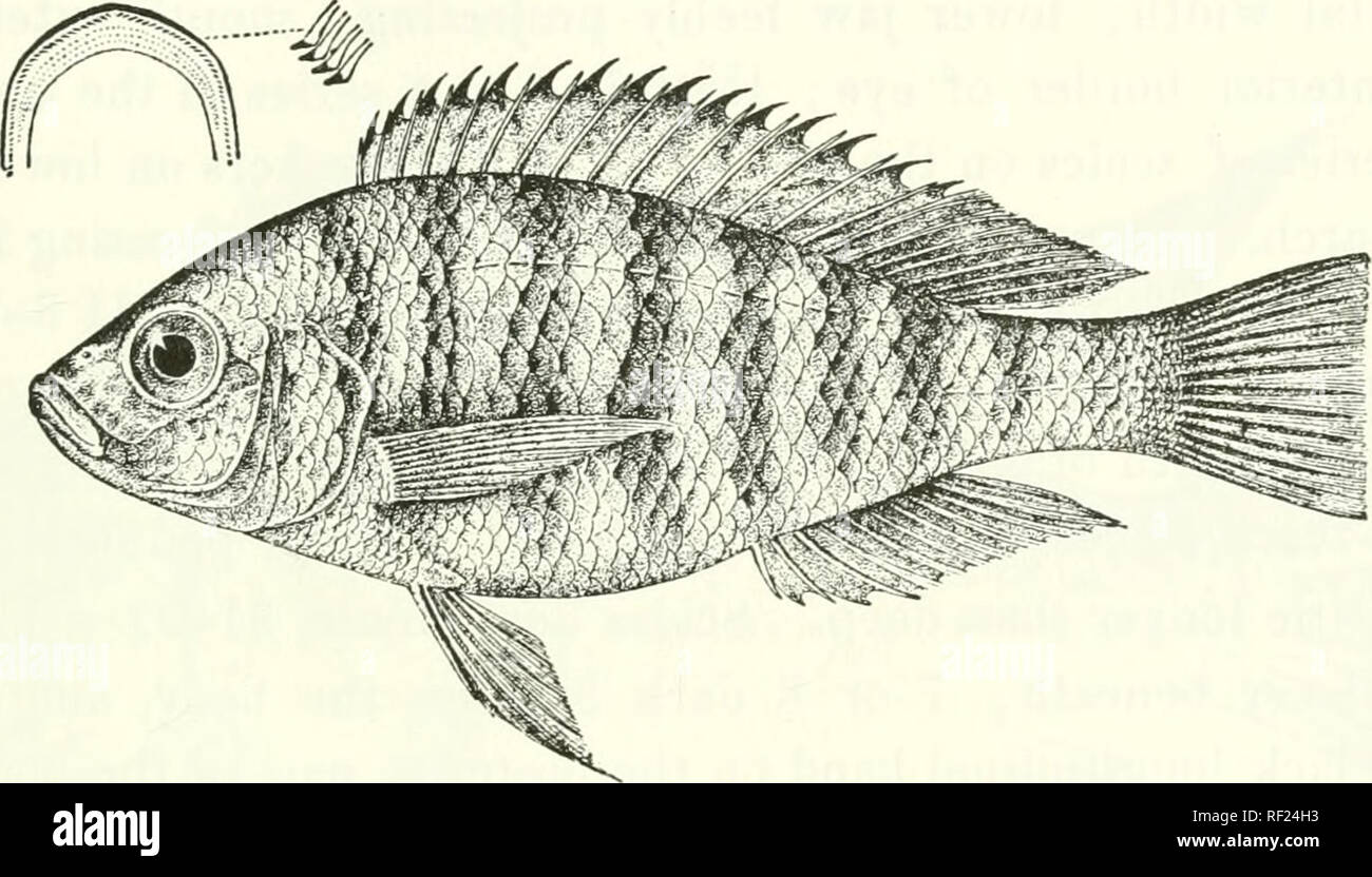 . Catalogue of the fresh-water fishes of Africa in the British Museum (Natural History). Fishes; Freshwater animals. IIEMITILAPIA. 4'Jl 2. IIEMITILAPIA BAYONI. Bouleng. Ann. Mas. Geneva, (3) iv. 1908, p. 6, fi«&gt;-., and v. 1911, p. Cd. Depth of body 2f to 2f times in total length, length of head 3 to oj times. Head 2 to 2^ times as long as broad; snout obtuse, with straight upper profile, as long as eye, which is 3j or 3|- times in length of head and equals interorbital width ; mouth extending nearly to below anterior border of eye ; four series of teeth in each jaw, tlie outer mucli larger  Stock Photo