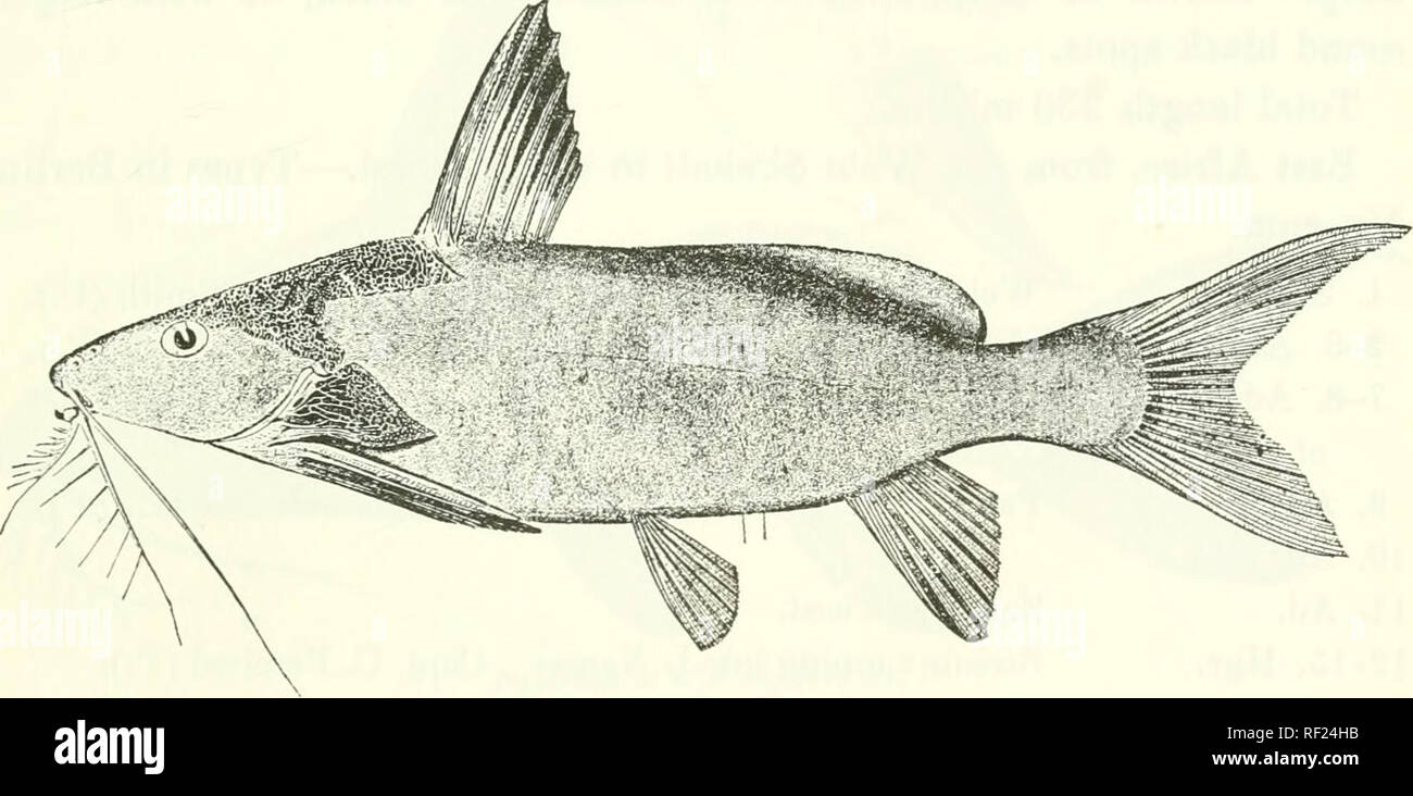 . Catalogue of the fresh-water fishes of Africa in the British Museum (Natural History). Fishes; Freshwater animals. SYNODONTIS. 415 12. SYNODONTIS ZAMBESENSIS. Peters, Mon. Berl. Ac. 1852, p. 682 ; Gunth. Cat. Fish. v. p. 214 (1861) ; Peters, Reise Mossamb. iv. p. 31, pi. v. figs. 2 &amp; 3 (1868) ; Vaill. N. Arch. Mus. (3) viii. 1896, p. 126 ; Pfeff. Thierw. 0.-A£r., Fisohe, p. 37 (1896) ; Bouleng. Poiss. Bass. Congo, p. 311 (1901). Si/nodonds gambiensis, part.,. Giiuth. &amp; Playf. Fish, Zanzib. p. 115, pi. xvii. fig. 1 (1866) ; Vaill. t. c. p. 155. ? Synodontis zanziharicus, Peters, Mon.  Stock Photo