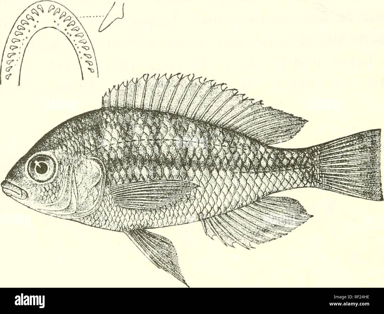 . Catalogue of the fresh-water fishes of Africa in the British Museum (Natural History). Fishes; Freshwater animals. 488 CICHLID.€. 30. BAYONIA. Boiileng. Ann. Mus. Genova, (3) v. 1911, p. 70. Near Eemitilapia, but teeth much larger and fewer, in two series, the outer with very large compressed crowns, with long anterior cusp directed inwards and very short or indistinct posterior cusp, the inner minute and conical. Victoria Nik^. Fig. 338.. Baxjonia xenodonta. Type (Ann. Mus. Genova, 1911). 1. BAYONIA XENODONTA. Bouleng. 1. c. ]&gt;!. ii. fig. 4. Depth of body 2i times in total length, length Stock Photo