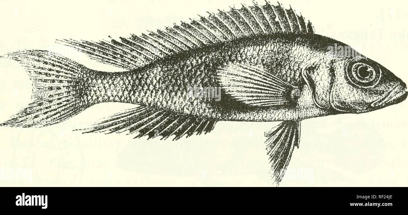 . Catalogue of the fresh-water fishes of Africa in the British Museum (Natural History). Fishes; Freshwater animals. LAMPEOLOGUS. 48: 26. LAMPROLOGUS FURCIFER. Boiileng. Tr. Zool. Soc. xv. 1898, p. 0, pi. ii. fig. 1, and Poiss. Bass. Congo, p. 407 (11)01) ; Pcllegr. Mem. Soc. Zool. France, xvl. 1904, p. 295. Depth of body 4 to 4J times in total length, length of head 2f to 3 times. Head twice as long as broad; snout as long as or a little longer than eye, which is 3j to 3§ times in length of head and exceeds interorbital width; mouth extending to below anterior fourth of eye ; G large canines, Stock Photo