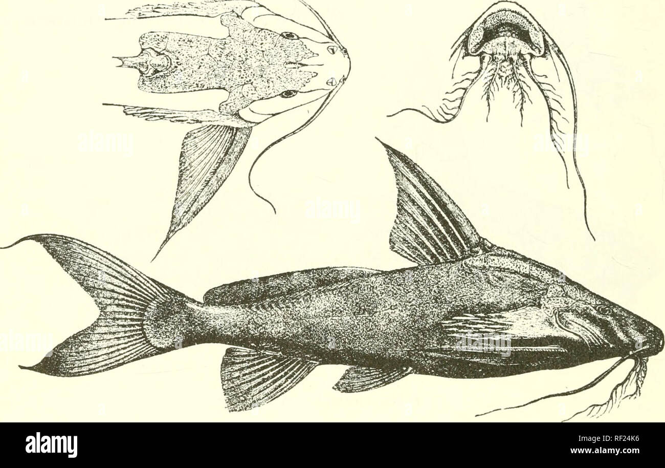 . Catalogue of the fresh-water fishes of Africa in the British Museum (Natural History). Fishes; Freshwater animals. 400 SILUEID.^. 3. SYNODONTIS ACANTHOMIAS. Sijnodontis omias (non Giintli.), Vaill. N. Arch. Mus^. (3) viii. 1896, p. 130, pi. xiii. fig. 2. Synodcntis acantlwmias, Bouleng. Ann. Miis. Congo, Zool. i. p. 46, pi. xxiii. (1899), and Poiss. Bass. C^ongo, p. 310 (1901&gt; Depth of body equal to or a little greater than length of head, 3§ to 4^ times in total length. Head as long as broad or slightly longer than broad, feebly rugose above from between the eyes ; snout obtusely Fiff. 3 Stock Photo