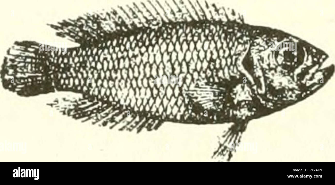 . Catalogue of the fresh-water fishes of Africa in the British Museum (Natural History). Fishes; Freshwater animals. 478 CICHLID.E. 20. LAMPROLOGUS BREVIS. Bouleng. Ann. Mus. Congo, Zool. i. p. 115, pi. xHv. fig. 2 (1899), and Poiss. Bass, Congo, p. 405 (1901) ; Pellegr. Mem. Soc. Zool. France, xvi. 1904, p. 294; Bouleng. Tr. Zool. Soc. xvii. 1906, p. 561. Depth of body 2| to 3 times in total length, length of head 3 times. Head twice as long as broad; snout as long as or shorter than eye, which is 2| to 3 times in length of head and equals interorbital width; mouth extending to below anterior Stock Photo