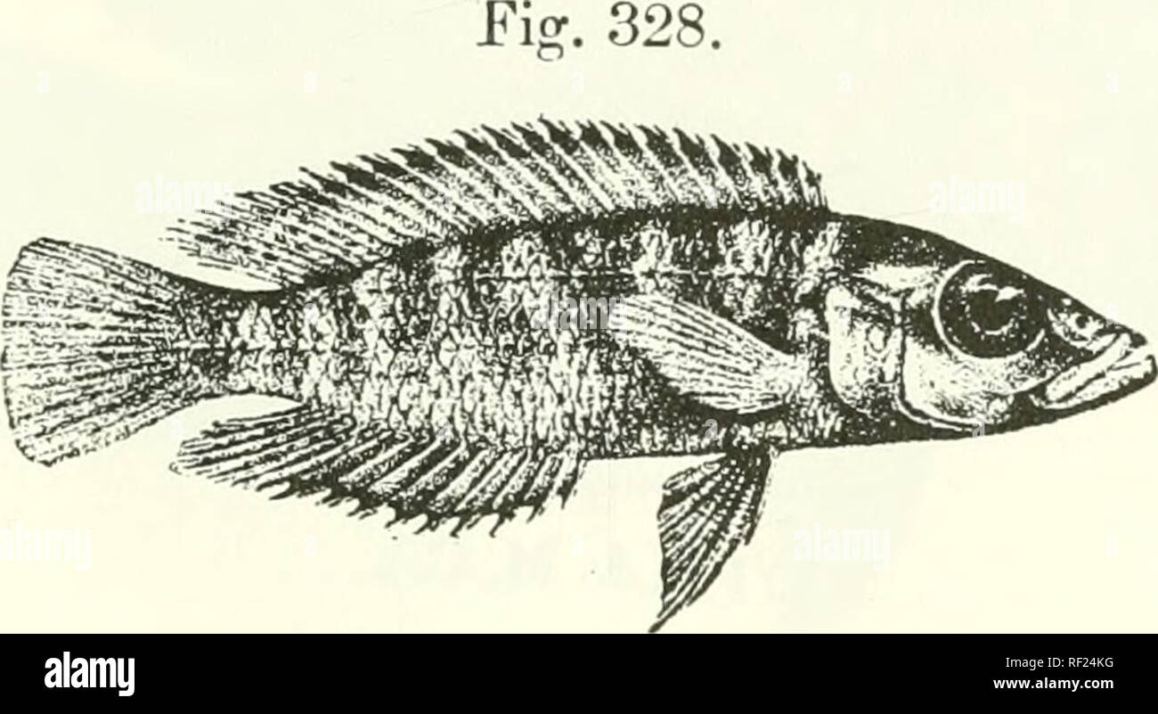 . Catalogue of the fresh-water fishes of Africa in the British Museum (Natural History). Fishes; Freshwater animals. LAMPEOLOaUS. 477 23—25 -^pjg. Brown or olive above, paler or white beneath, the scales edged with darker; dorsal fin with- a yellow border finely edged with blackish, this border continued on the upper third of the caudal; vertical fins with numerous small round whitish spots. Total length 125 milliin. liake Tanganyika. ]. Tyi)e. Mp;da. Dr. VV. A. Cunnington (C). 2-3. Typc!5. Niamkolo. „ 4. Ad. Kiibogc. „ 19. LAMPROLOGUS FASCTATUS. Bouleng. Tr. Zool. Soc. xv. 1898, p. 7, {)1. i. Stock Photo