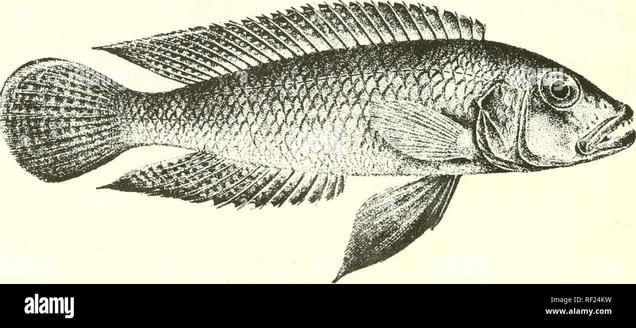 . Catalogue of the fresh-water fishes of Africa in the British Museum (Natural History). Fishes; Freshwater animals. 476 C1CHL1D.E. Total length 230 millim. Lake Tanganyika.—Type in Congo Museum, Tervueren. 1-2. Ad. Kibvvesi. Prof. J. E. S. Moore (C). i^. Hot. Msambu, „ 4-9. Ad. &amp; hor. Niumkolo. Dr. W. A. Cuniiington (C). 10. Skel. 11. Ad. Moliro. Dr. L. Stappers (C). 12-13. Ad. Vua Bay. „ 18. LAMPROLOGUS C^LLIi^iERUS. Bouleng. Tr. Zool. Soc. xvii. 190G, p. 559, pi. xxxvi. fig. 4. Depth of body equal to length of head, 3^ to 3i times in total length. Head twice as long as broad; snout IJ t Stock Photo