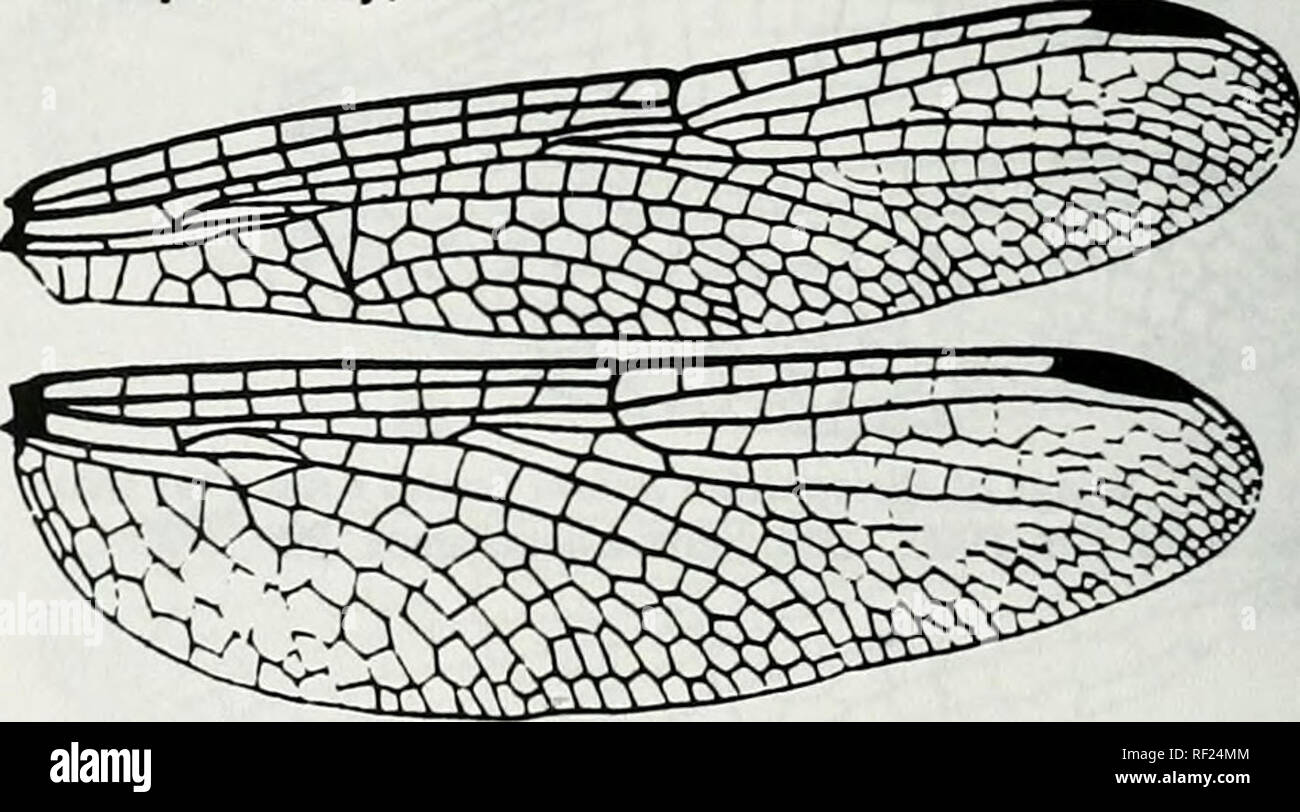 . Catalogue of the family-group, genus-group and species-group names of the Odonata of the world. Odonata; Odonata; Dragonflies; Dragonflies; Damselflies; Damselflies. Figure 692. Wings of Brachygonia oculata Brauer. After Ris, 1911. CoU. Selys Longchamps 11:352. f 203 [b5046) Chaicostephia Kirby, 1889. Figure 693. Wings of Chalcostephya flavifrons Kirby. Afler Belyshev &amp; Harilonov, 1978. Determiner of Dragonflies :183, f 119-1 Ib0695J. Please note that these images are extracted from scanned page images that may have been digitally enhanced for readability - coloration and appearance of t Stock Photo