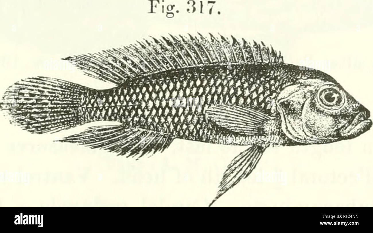 . Catalogue of the fresh-water fishes of Africa in the British Museum (Natural History). Fishes; Freshwater animals. LAMPKOLOGUy. 465 long as deep. Scales 42-53 ^^rfo'&gt; Ifvteral lines -gry^. Brownish or olive, with 5 or 6 more or less distinct darker cross-bands; a dark brown streak on the temple and a blackish opercular spot ; vertical fins brown, spotted vvitli white, or caudal with round dark brown spots forming irregular bars. Total length 100 millim. Cupt. Wilverth (C). M. A. Greshoff- (C.) ; Utrecbt University (E.). Rev. J. H. Weeks (P.). Dr. C. Christy (C). 5. LAMPROLOGUS TUMBANUS. B Stock Photo