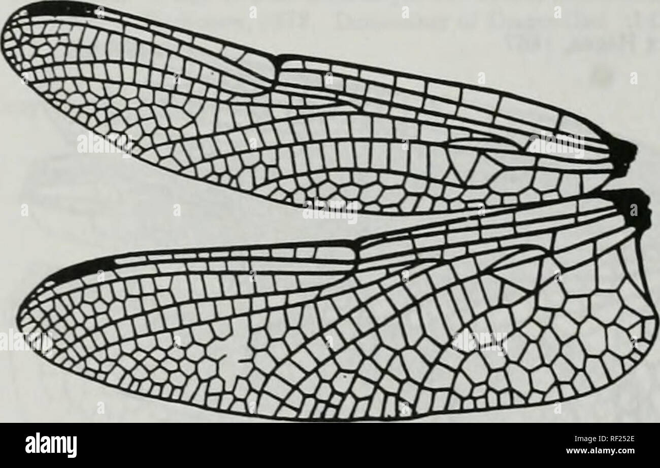 . Catalogue of the family-group, genus-group and species-group names of the Odonata of the world. Odonata; Odonata; Dragonflies; Dragonflies; Damselflies; Damselflies. Figure 648. Basal region of wings of Pseudocordulia sp. After Belyshev &amp; Haritonov, 1978. Determiner of Dragonflies :144, f 80-2 [b0695) Syncordulia Selys. 1882. Figure 649. Wings of Syncordulia gracilis Burmeister. After Belyshev &amp; Haritonov. 1978. Determiner of Dragonflies :146. f 82-2 (b06951 Ani:Lib:Cor:Idionychinae Idionyx Hagen. 1867. Please note that these images are extracted from scanned page images that may hav Stock Photo