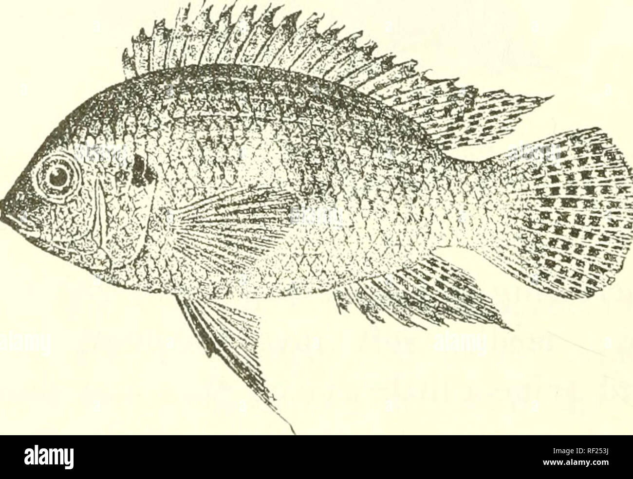 . Catalogue of the fresh-water fishes of Africa in the British Museum (Natural History). Fishes; Freshwater animals. 400 CICHLID.E. 21. rELMATOCHROMIS ANSOIJGIT. Bouleng. Proc. Zool. Soc. 1901, i. p. 8, pi. iv. fig. 1 ; Pellegr. MtMn. Soc. Zool. France, xvi. 1904, p. 282. Depth of body 2i to 2| times in total length, length of head 2j to 3 times. Head If to If times as long as brond; snout rounded, with straight or slightly convex upper profile, broader than long, as long as eye, which is 3^ to o§ times in length of head, 1^ times in inter- orbital width, and exceeds prfeorbital depth ; mouth  Stock Photo