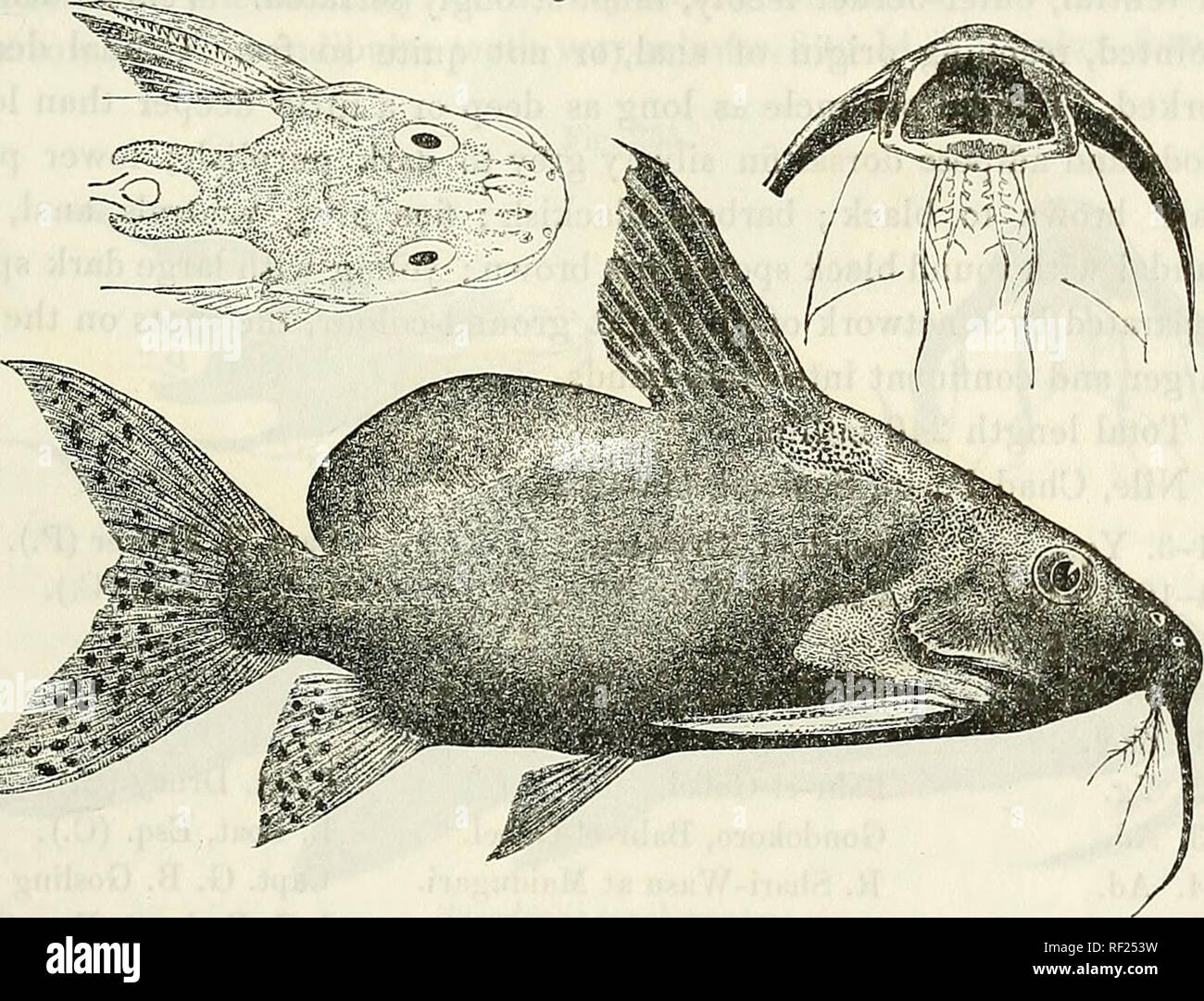 . Catalogue of the fresh-water fishes of Africa in the British Museum (Natural History). British Museum (Natural History); Fishes; Freshwater animals. SYNODONTIS. 473 Synodontis melanogaster, Ehrenb. in Peters, Reise n. Mossnmb. iv. p. 31 (1868). Synodontis membranaceus, Vaill. N. Arch. Mus. (3) viii. 1896, pp. 161 &amp; 167. Depth of body 2| to 3 times in total length, length of head 2| to 3J times. Head 1J to If times as long as broad, rugose, granulate above from between the eyes, the granulate area sometimes extending a little on the snout; snout obtusely pointed, as long as or a little lo Stock Photo