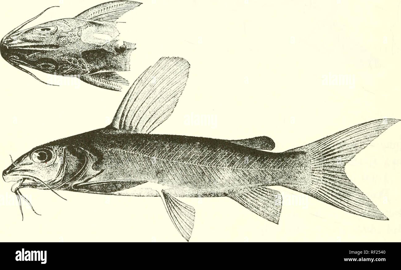 . Catalogue of the fresh-water fishes of Africa in the British Museum (Natural History). Fishes; Freshwater animals. 322 SILUEID-E. Arius acutivelis, Cuv. &amp; Yal. Hist. Poiss. xv. p. 85 (1840) *. Melanodacti/lus niiji'od'Kjitatus, Bleek. Nederl. Tijdschr. Dierk. i. 1863, p. 05. Chrt/sichthi/s nigrodhjitatus, Giinth. Cat.'Fish. v. pp. 73 ct 430 (18G4); Steiiid. Ritzb. Ak. Wien, Lx. i. 1870, p. 989, pi. vii., and Notes Leyd. Mus. xvi. 1894, p. 59 ; Giinth. Proc. Zool. Soc. 1899, p. 727. Chrysichthys macrops, part., Giinth. Ann. &amp; Macr. N. H. (3) xx. 1867, p. 112. Chryskhthys InUtikoferi,  Stock Photo