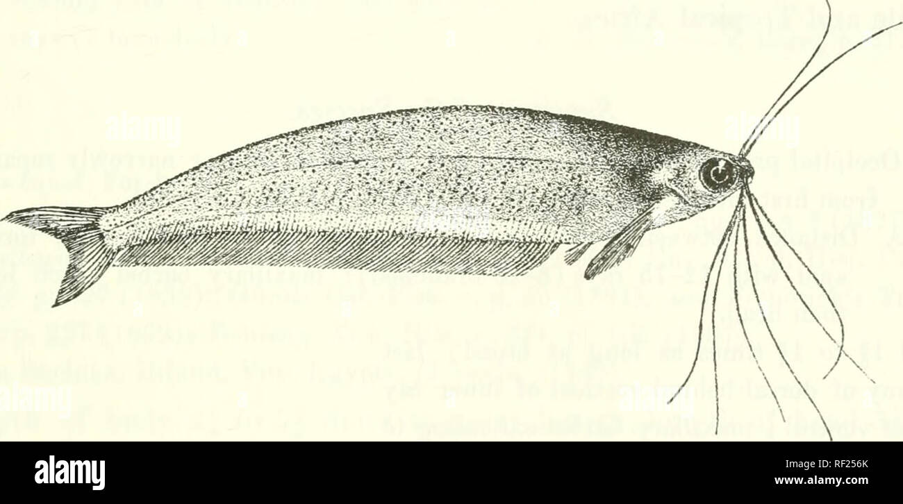 . Catalogue of the fresh-water fishes of Africa in the British Museum (Natural History). Fishes; Freshwater animals. PAEAILIA. Total length 80 millim. Congo, Niger.—Types in Congo Museum, Tervueren. 1-2. Types. Ebinga R. (L. Leopold II.), M. P. Delhez (C). Upp. Congo. 3. Skel. „ „ „ 4. Ad. Abo, Niger Delta. Dr. W. J. Ansorge (C). 2. PARAILIA LONGIFILIS. Bouleng. Ann. Mus. Cono[o, Zool. ii. p. 37, {)1, x. fig. 3 (1902). Depth of body 4| to 5J times in total length, length of head 6 to 7 'times. Snout rounded, not projecting beyond mouth, half as long as eye, which is 2^ times in length of head  Stock Photo