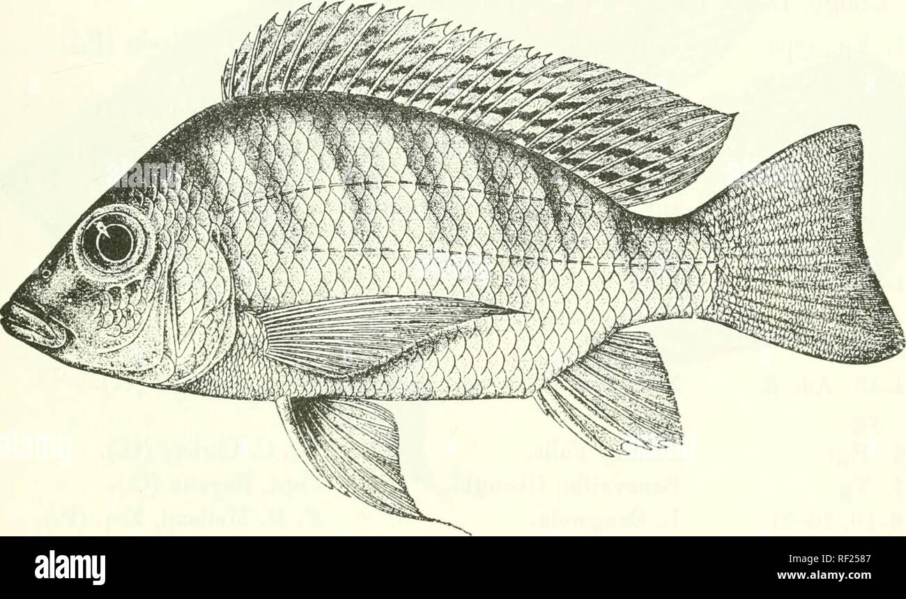 . Catalogue of the fresh-water fishes of Africa in the British Museum (Natural History). Fishes; Freshwater animals. PELMATOCHKOMIS. 385 3. PELMATOCHROMIS LATERALIS. Pehnafocliromh ijaentiierl (non Saiiv.'i, Boiileng. Ann.&amp; Mag. N. H. (6) xvii. 1896, p. 310. PeJmatochromis laferaUs, Bonleng. Pi'oc. ZooL Soc. 1808, p. 1-48, and Poiss. Ba3S. Congo, p. iU (1901) ; Pellegr. Mem. Soc. Zool. France, xvi. 1904, p. 270 ; Steiiid. Denkschr. Ak. Wien, Ixxxix. 1913, p'. 59. Pelinatochrontis lepiduras^ Pellegr. Bull. Mus. Pari?, 1900, p. 275. Depth of body 2 to 3 times in total length, length of head  Stock Photo