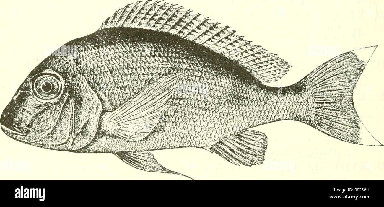 . Catalogue of the fresh-water fishes of Africa in the British Museum (Natural History). Fishes; Freshwater animals. 382 CICHLID.E. D. XII-XIII 12-13 ; A. Ill 7-8 ; Sc. ;}2- 35 T^ ; 50 to GO teeth in outer series of [p. 423. upper jaw 30. P. pleurospilus, Blgr., D. Xlir 12-U ; A. Ill 6-8; Sc. 32-35 ^^ ; [p. 424. 40 to 50 teeth in outer series of upper jaw . 37. I rhodost'igma, Blgr., 1. PELMATOCHROMIS POLYLEPLS. Bouleng. Ann. Mus. Congo, Zool. i. p. 143, pi. Hi. fig. 1 (1900), and Poiss. Bass. Congo, p. 433 (1901) ; Pellegr. Mem. Soe. Zool. France, xvi. 1904, p. 277 ; Bouleng. Tr. Zool. Soc.  Stock Photo