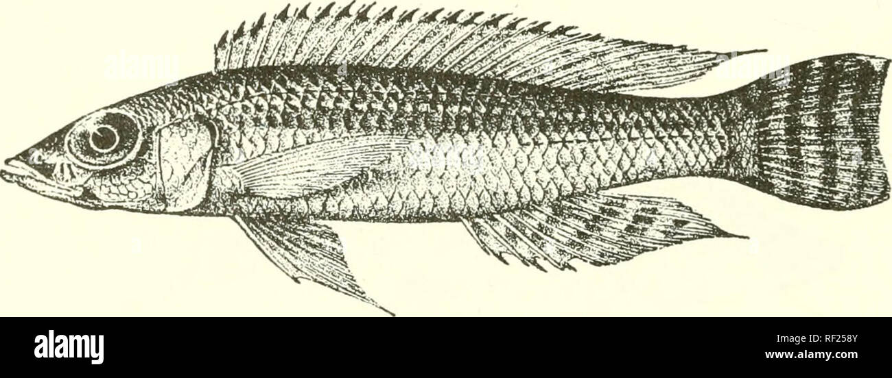 . Catalogue of the fresh-water fishes of Africa in the British Museum (Natural History). Fishes; Freshwater animals. 874 CICIILID^.. r&gt;3. PARATILAPIA CALLIURA. Bouleng. Ann. &amp; Mag. N. H. (7) vii. 1901, p. 2, Poiss. Bass. Conoo, p. 422 (1901), and Tr. Zool. Soc. xvi. 1001, p. 151, pi. xix. fig. 3 ; Pellegr. Mem Soc. Zool. Franco, xvi. 190-4, p. 2(19. Depth of body 4 to 4J times in total length, length of head 3 to SJ times. Head 2h times as long as broad, with straight or slightly convex upper profile ; lower jaw projecting ; snout pointed, as long as broad, as long as or a little shorte Stock Photo
