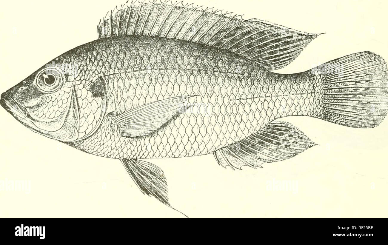 . Catalogue of the fresh-water fishes of Africa in the British Museum (Natural History). Fishes; Freshwater animals. 358 nrHLTD.i:. (lark or ocellar spots forming single scn-ies between the rays ; pectorals greyish olive ; ventrals greyisli olive or blackish. U otal length 220 millim. Lake Ngami Bnsin.âType lost. 1-:'.. Ad. Okovanao 1{. R. B. Woosnani, Esq. (('.). 4. :&gt;. Skcl. :V.h PAUATILAPIA MELLANDI. J^ouifMicr. Aim. Si Mng. N. H. (7) xvi. 190.'). p. (UC. DeiHli of body 2?^ to 2Â§ times in total length, length of head 3 times. Head a little over twice as long as broad; snout obtusely poi Stock Photo
