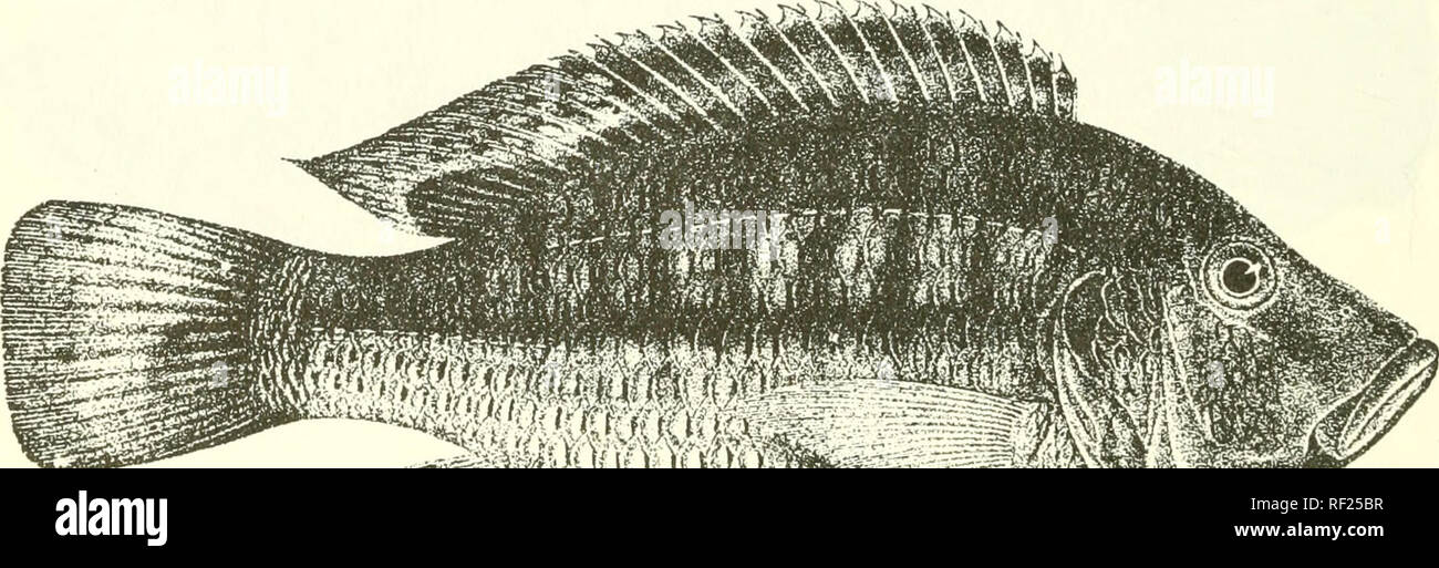 . Catalogue of the fresh-water fishes of Africa in the British Museum ...