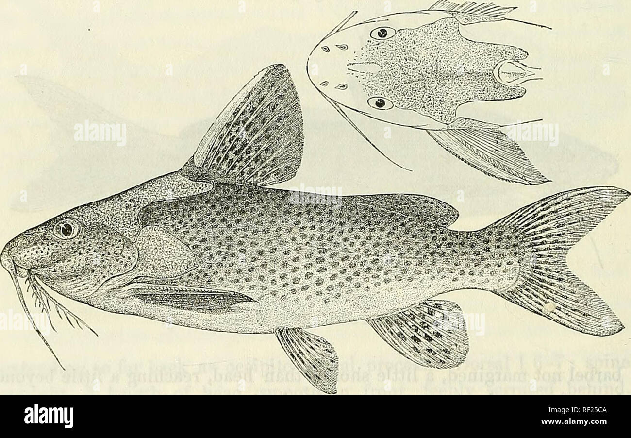 . Catalogue of the fresh-water fishes of Africa in the British Museum (Natural History). British Museum (Natural History); Fishes; Freshwater animals. 424 SILUKID^. large blackish spots, yellowish white beneath; fins yellowish green with transverse series of black spots. Total length 150 millim. Lower Zambesi.—Type in Berlin Museum. 19. SYNODONTIS WOOSNAMI, sp. n. Depth of body 3^ times in total length, length of head 3§ times. Head a little longer than broad, rugose above from between the eyes ; snout as long as postocular part of head ; eye superolateral, 6 times in length of head, twice in  Stock Photo