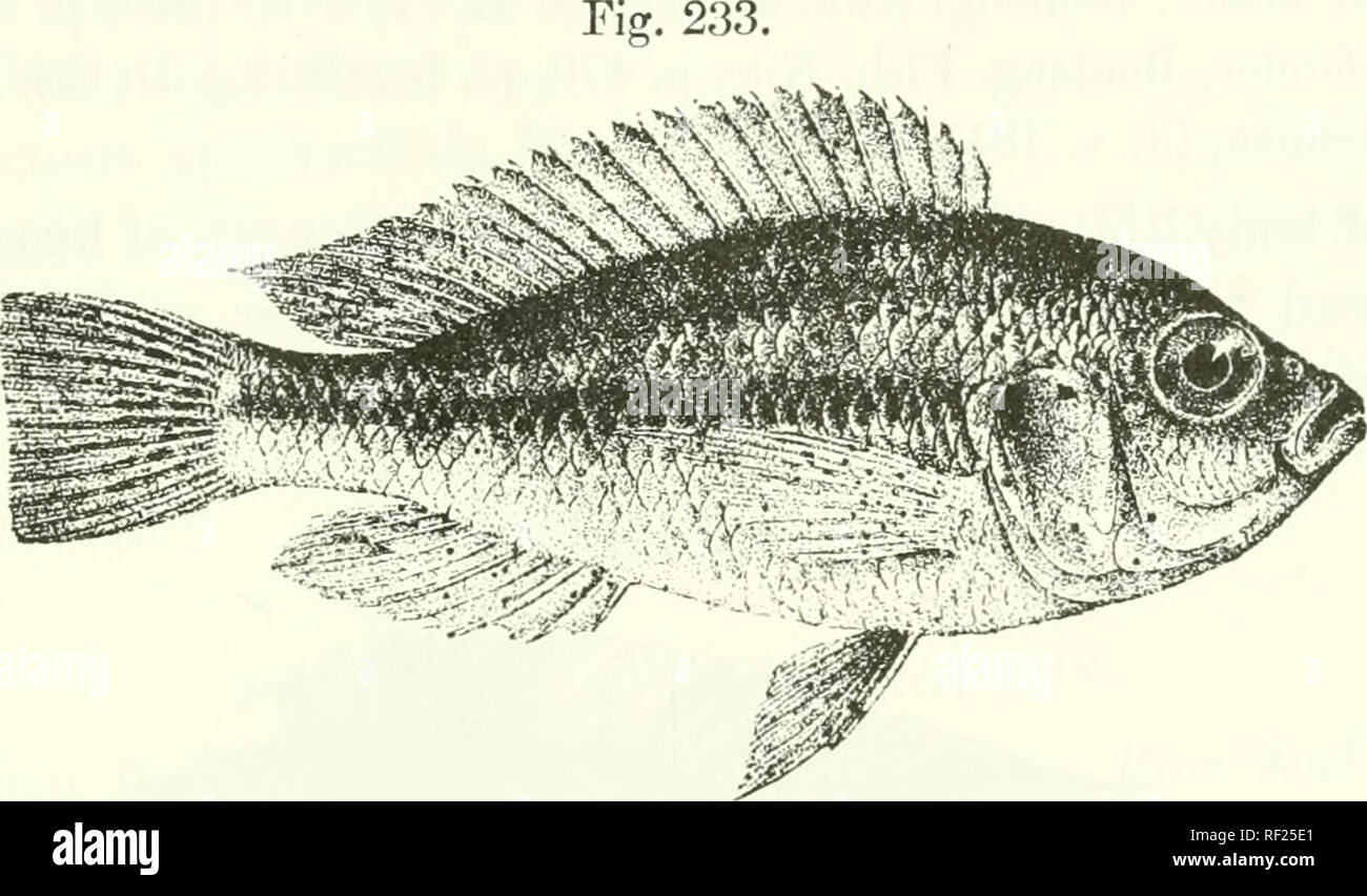 . Catalogue of the fresh-water fishes of Africa in the British Museum (Natural History). Fishes; Freshwater animals. PARATILAPIA. 310 27. rARATTLAPTA CRASSILABRIS. TlaplocJiromis crassilah7'iii, Boulen^. Ann. &amp; Mag. N. H. (7) xvii. 100('», ji. 445. Paratilapia crassilahr'is, Boulong. Fish. Nile, p. 482, pi. Ixxxvii. fig. 5 {VM)1), and Ann. Mus. Genova, (3) v. li)ll, p. G8. Depth of body equal to length of head, 21 to 3 times in total length. Head about twice as long as broad; snout with convex npi)ef profile, broader than long, as long as (young) or a little longer than diameter of eye, wh Stock Photo
