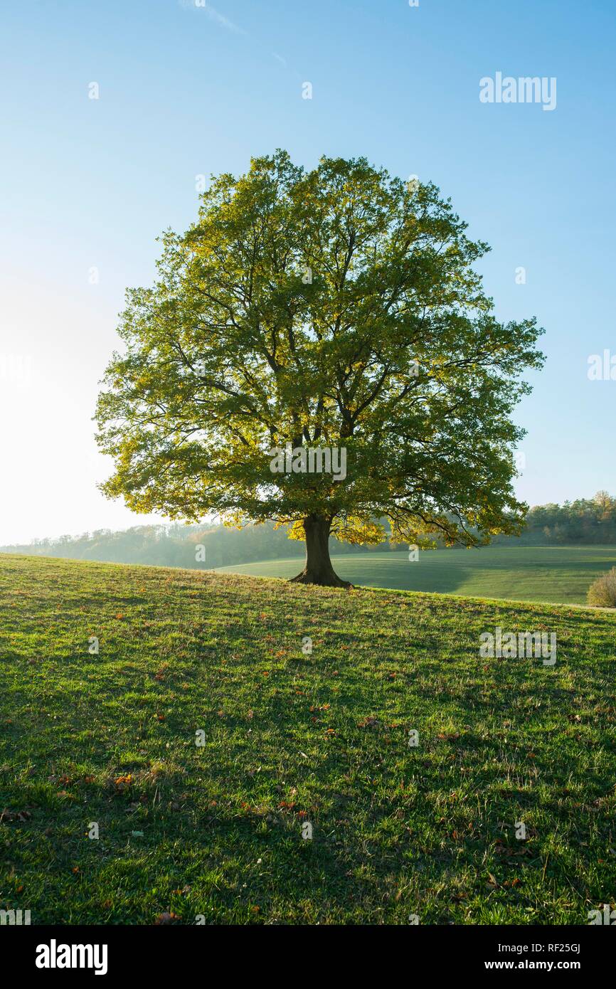 English oak (Quercus robur), Solitärbaum, Thuringia, Germany Stock Photo