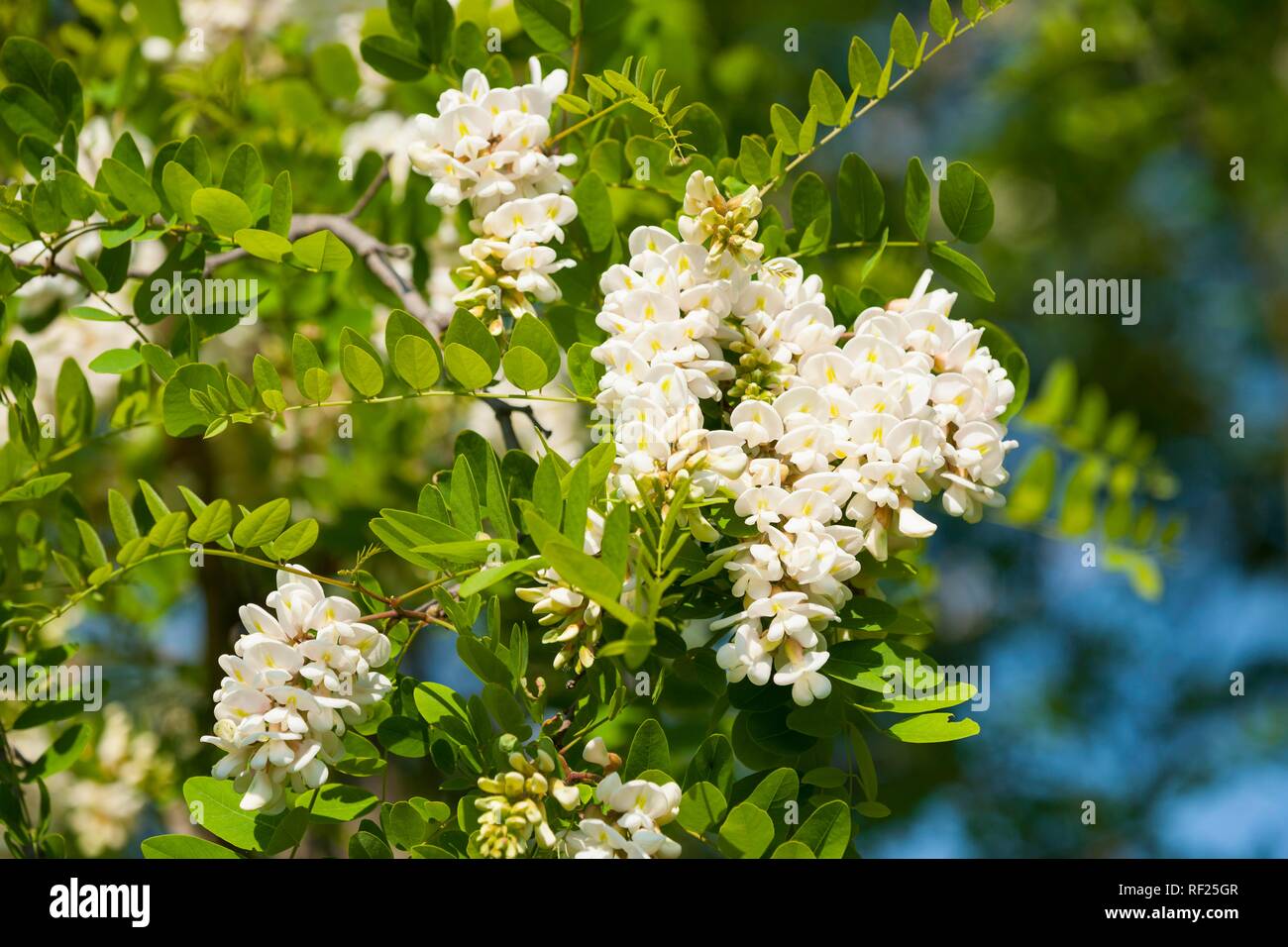 Black locust (Robinia pseudoacacia), flowers, Thuringia, Germany Stock Photo