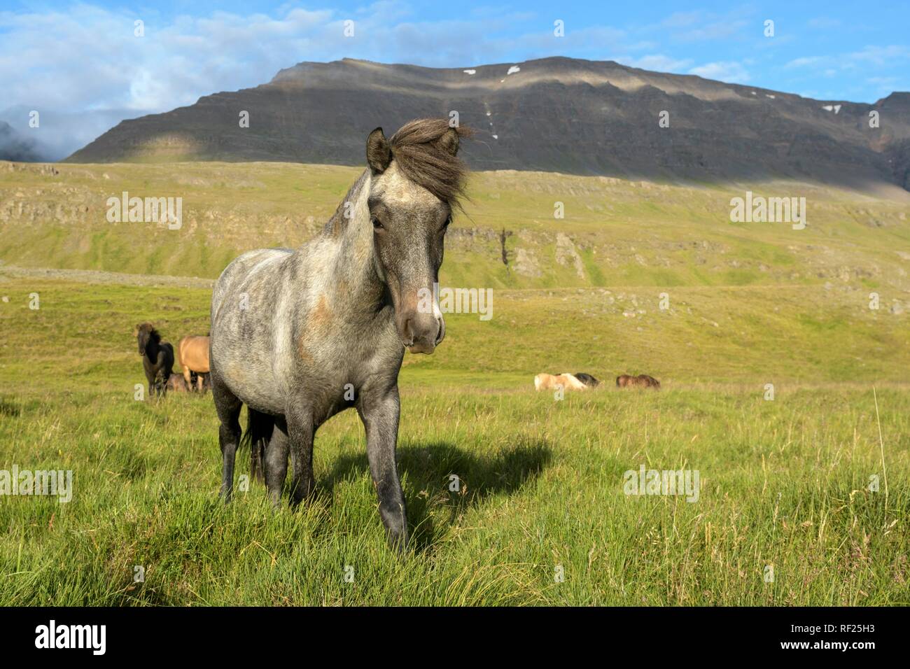 Grey Icelandic horse (Equus islandicus) on pasture, Sauðárkrókur, Akrahreppur, Norðurland vestra, Iceland Stock Photo