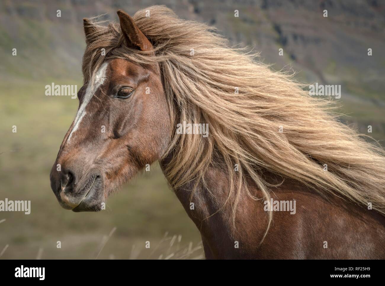 Brown Icelandic horse (Equus islandicus) with swaying mane, animal portrait, Sauðárkrókur, Akrahreppur, Norðurland vestra Stock Photo