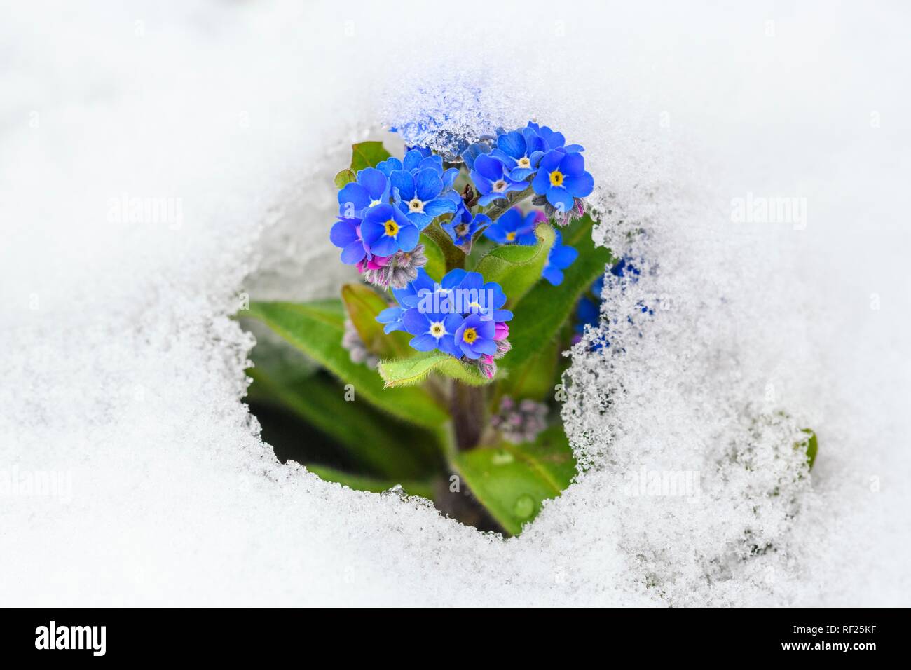Forget-me-not (Myosotis sylvatica) in the snow, Germany Stock Photo
