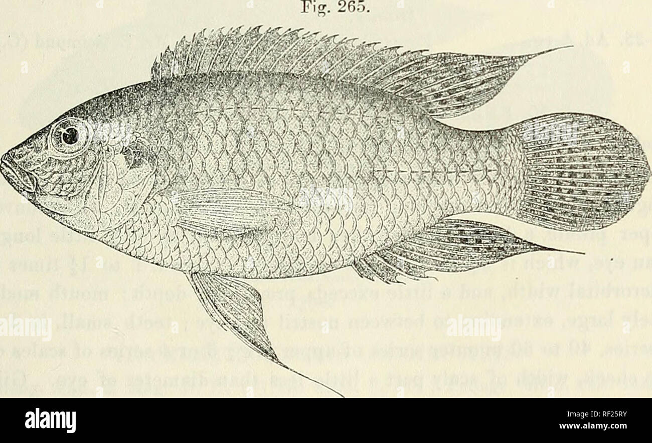 . Catalogue of the fresh-water fishes of Africa in the British Museum (Natural History). British Museum (Natural History); Fishes; Freshwater animals. PELMATOCHROMIS. 39c 9. PELMATOCHROMIS NIGROFASCIATUS. Paratilapia nigrofasciata, Pellegr. Bull. Mus. Paris, 1900, p. 353 ; Bouleng. Poiss. Bass. Congo, p. 421 (1901) ; Steind. Denkschr. Ak. Wien, lxxxix. 1913, p. 54. Pehnatocliromis batesil, Bouleng. Ann. &amp; Mag. N. H. (7) viii. 1901, p. 114. Pelrnatocliromis nigrofasciatus, Pellegr. Mem. Soc. Zool. France, xvi. 1904, p. 280, pi. vi. fig. 2, and Bull. Soc. Philom. (9) ix. 1907, p. 37. Depth o Stock Photo