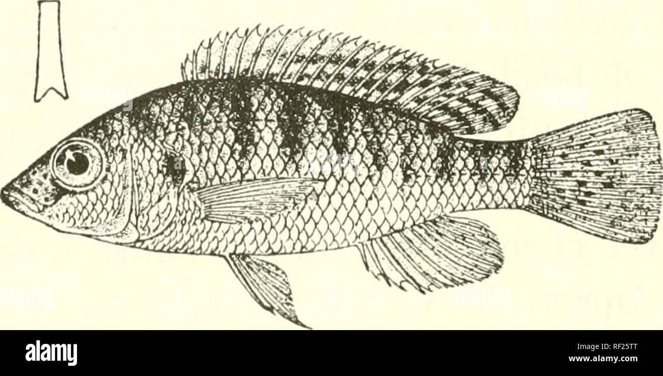 . Catalogue of the fresh-water fishes of Africa in the British Museum ...