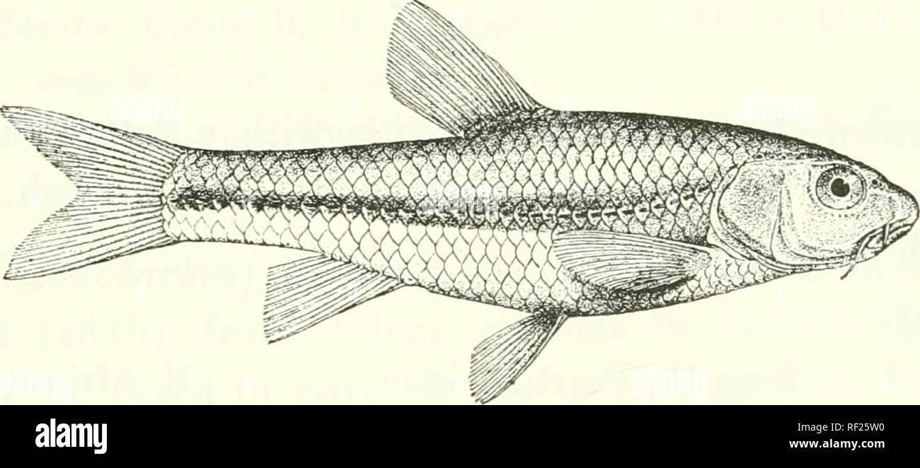 . Catalogue of the fresh-water fishes of Africa in the British Museum (Natural History). Fishes; Freshwater animals. BARBUS. 14; 139. BARBUS MOTEBENSIS. Steind. Sitzb. Ak. Wien, ciii. i. 1894, p. 453, pi. ii. fig. 2. Depth of body equal to length of head, about oj times in total length. Snout rounded, 3 times in length of head ; eye 4^ times in length of head, interorbitiil widtli 3 times; mouth small, siibinferior; two barbels on each side, anterior about h as long as posterior, which is a little longer than eye. Dorsal III 7, equally distant from eye and from caudal, border convex ; last sim Stock Photo
