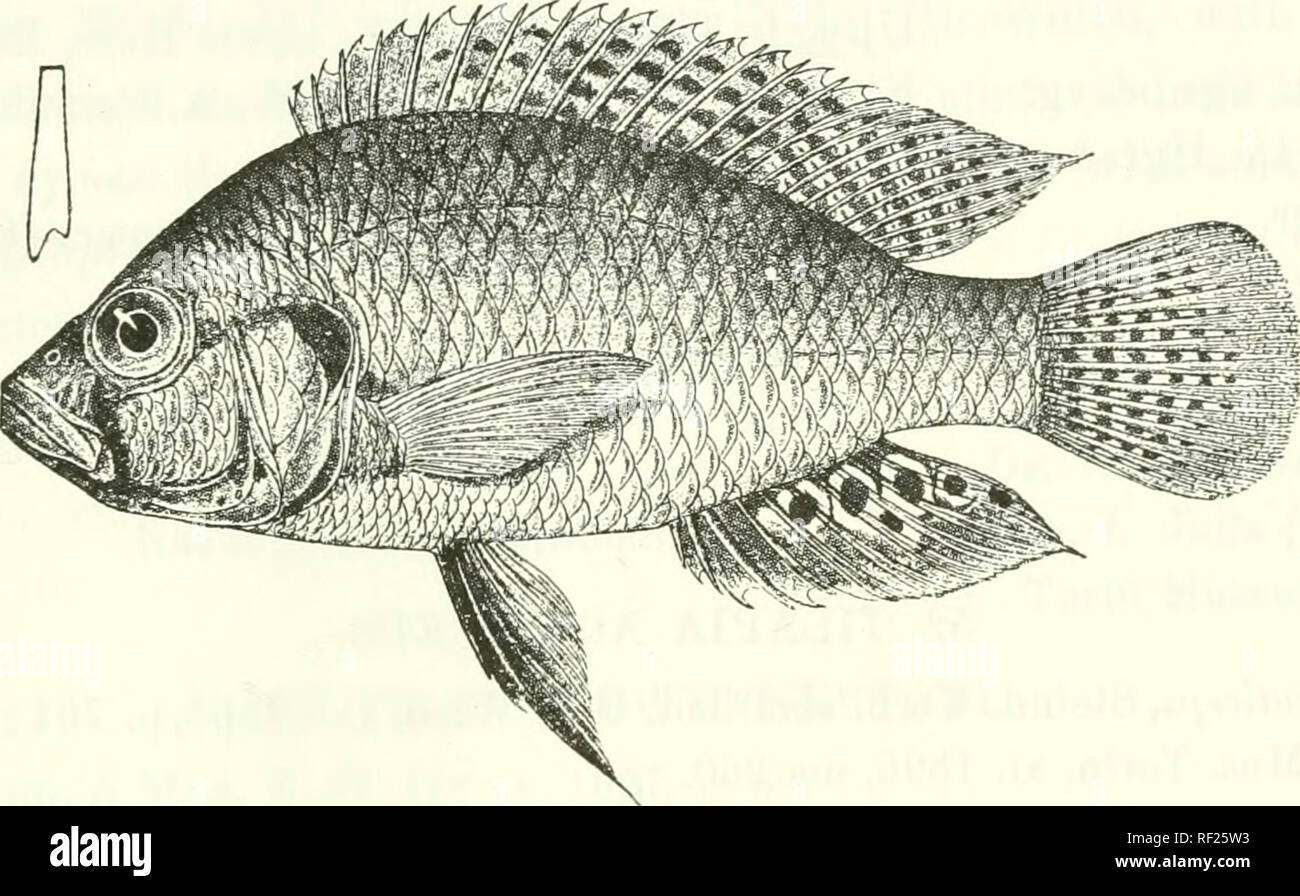 . Catalogue of the fresh-water fishes of Africa in the British Museum (Natural History). Fishes; Freshwater animals. TILAPIA. 21&quot; 51. TILAPIA BURTONI. Chromis hurtoiii, Giinth. Proc. Zool. Soc. 1893, p. G31, pi. Iviii. fig. C. Tilajna Imrtoni, Bouleng. Tr. Zool. Soc. xv. 1898, p. 5, Proc. Zool. Soc. 1899, p. 127, and Poiss. Bass. Congo, p. 460 (1901) ; Pellegr. Mem. Soc. Zool. Fnince, xvi. 1904, p. 320. Depth of body 2J to 2f times in total length, length of hecad 2f to 31 times. Head 2 to 2J times as long as broad ; snout with straight or slightly concave upper profile, as long as or a l Stock Photo